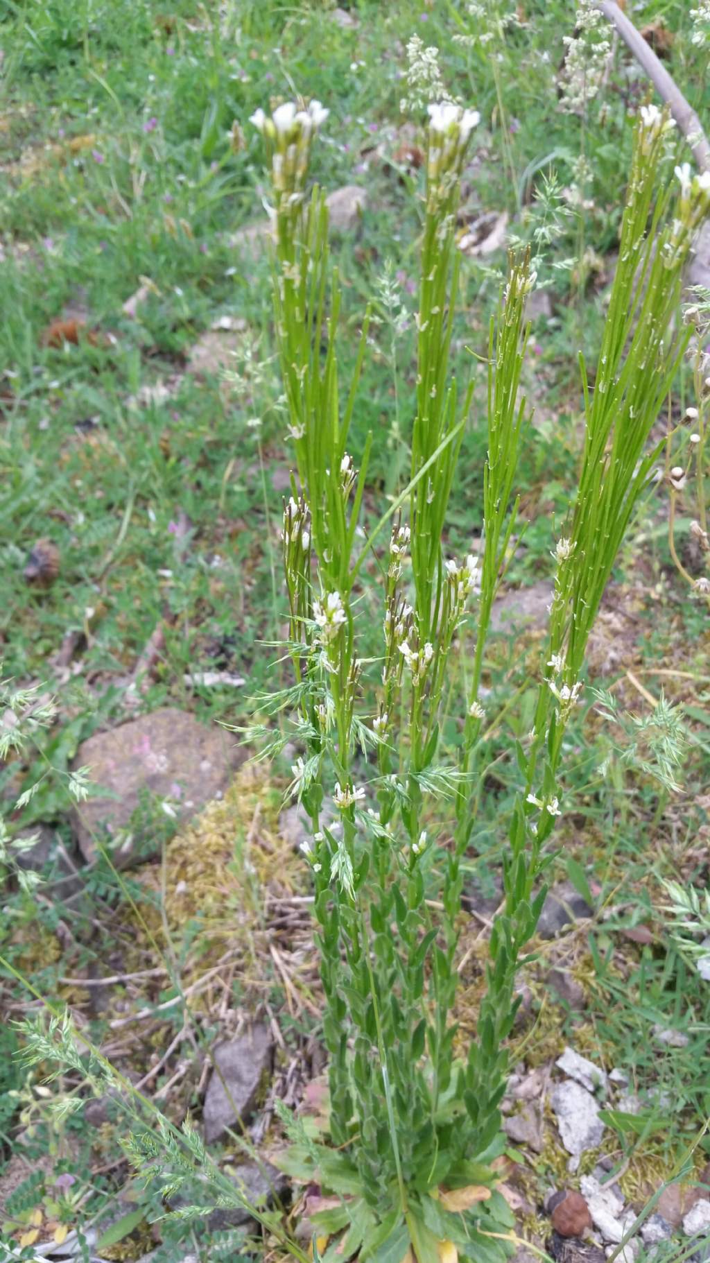 Arabis sagittata / Arabetta saettata